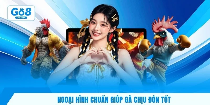 Ngoại hình chuẩn giúp gà chịu đòn tốt